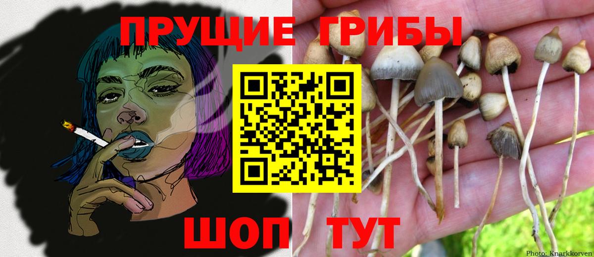 Галлюциногенные грибы GOLDEN TEACHER Кольчугино